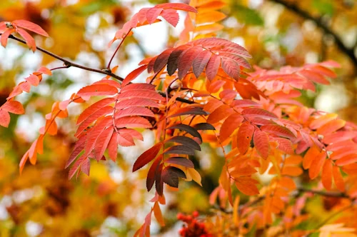 Natuurlijke Siroop